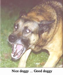 Beware of the dog!