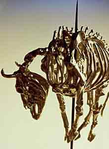 Social security - A sacred cow of a system?